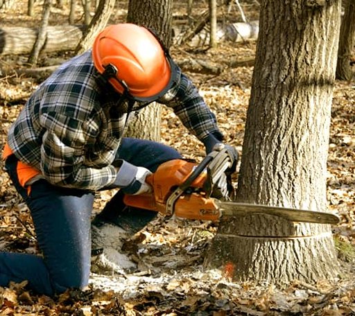 Tree Removal in Hurlburt Field, FL